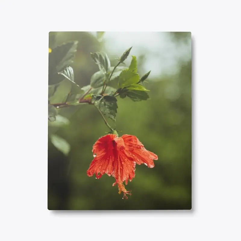 Hibiscus Flower